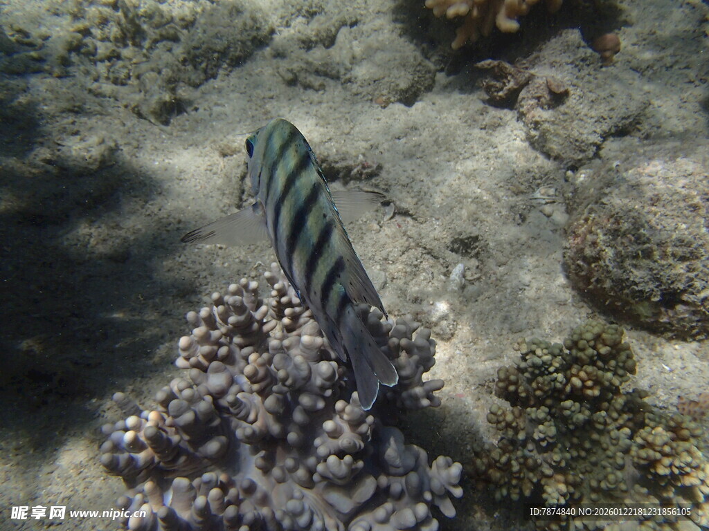 海底条纹鱼与珊瑚景观