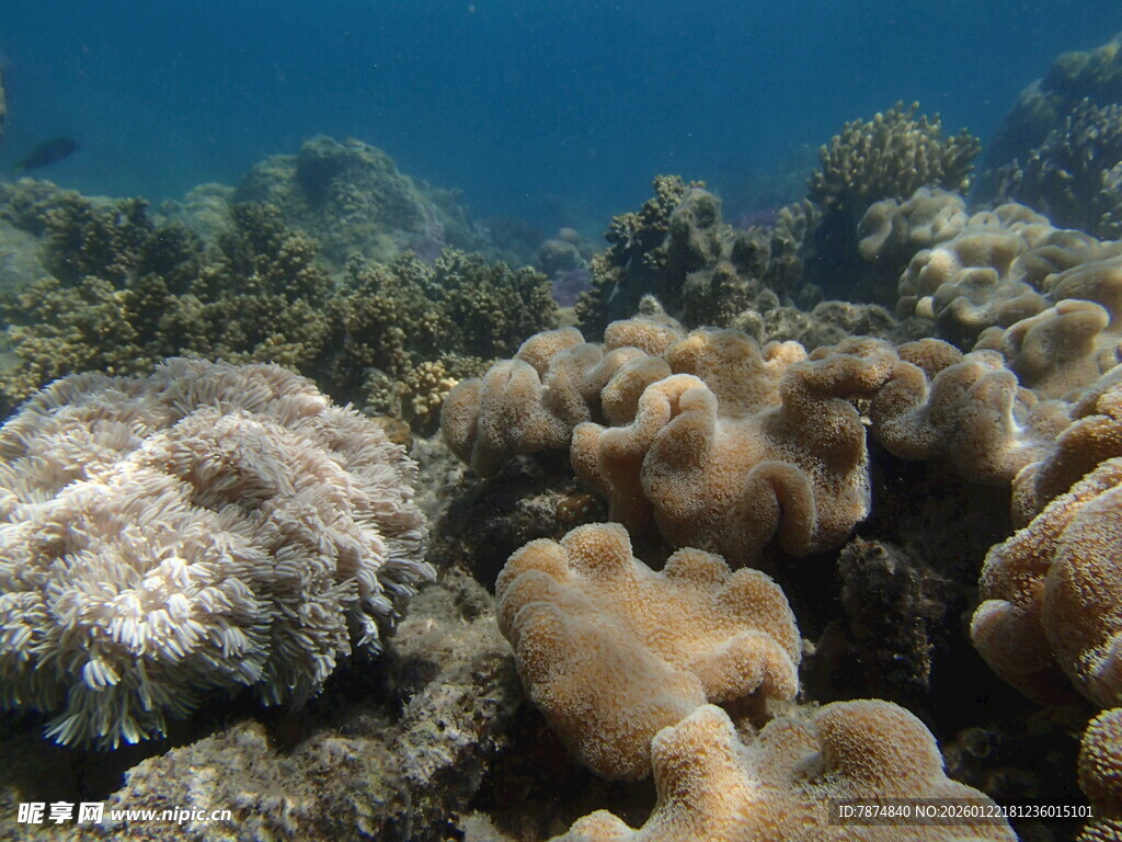 海底多彩珊瑚景观