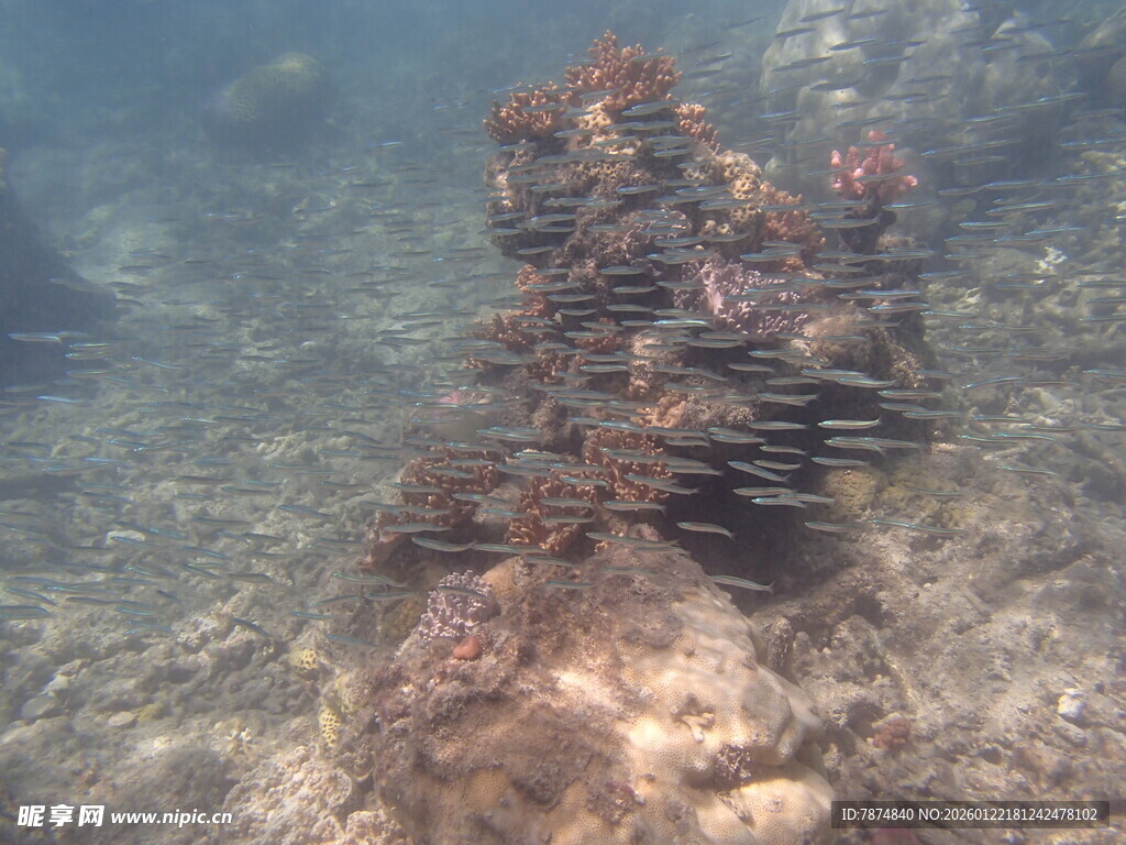 海底珊瑚景观