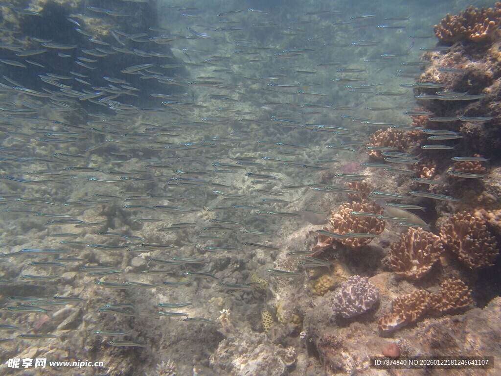 清澈海水中的多彩珊瑚