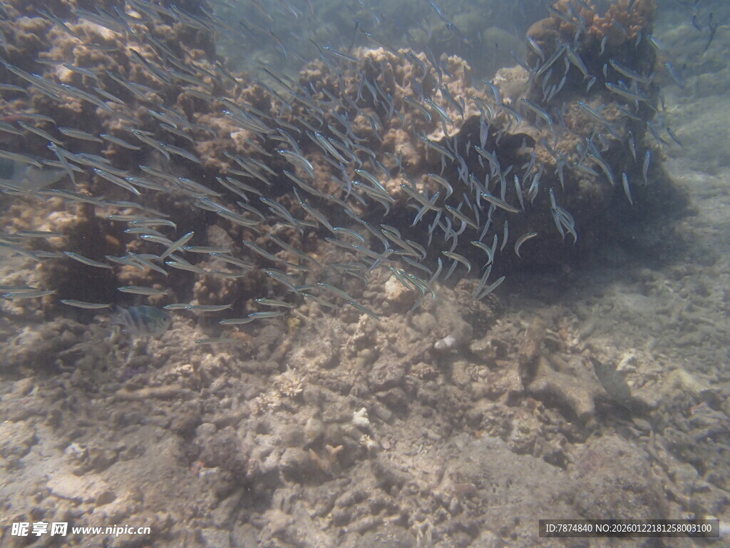 海底珊瑚景观
