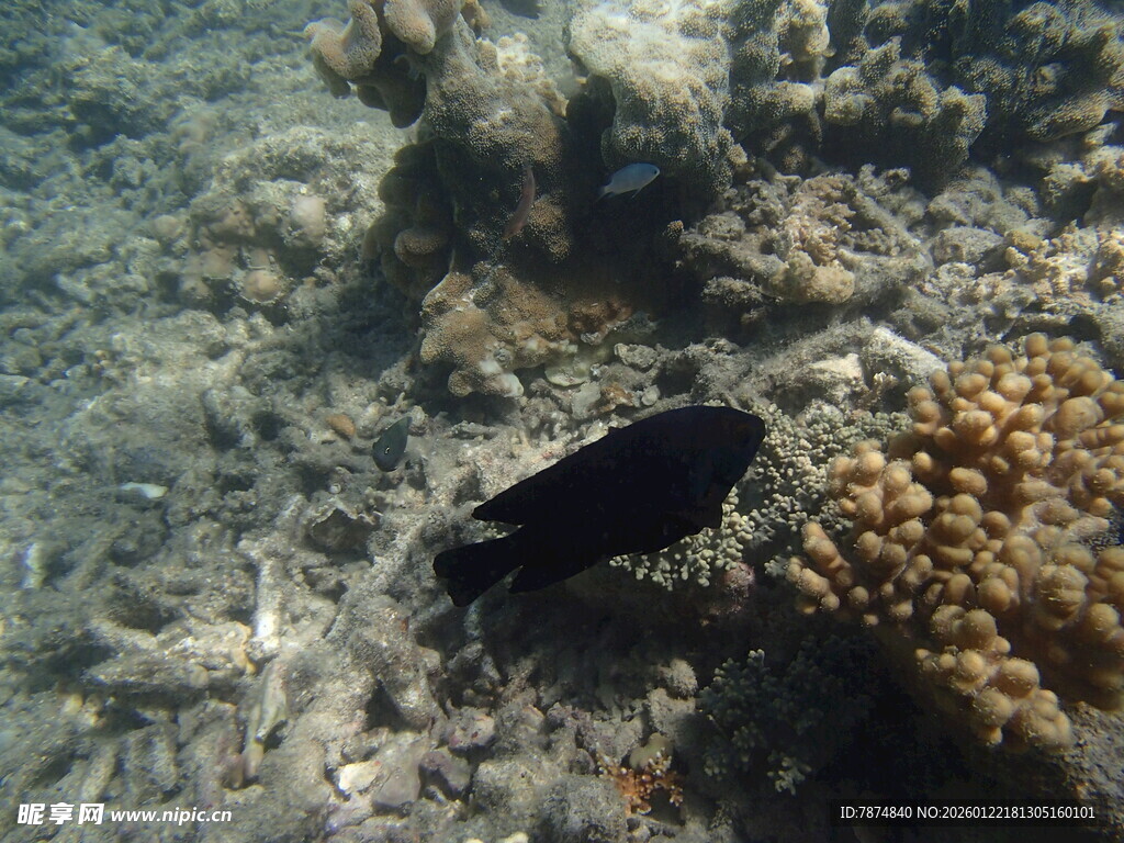 海底黑鱼与珊瑚景观