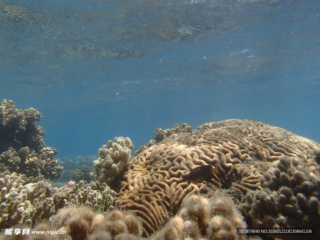 海底珊瑚景观