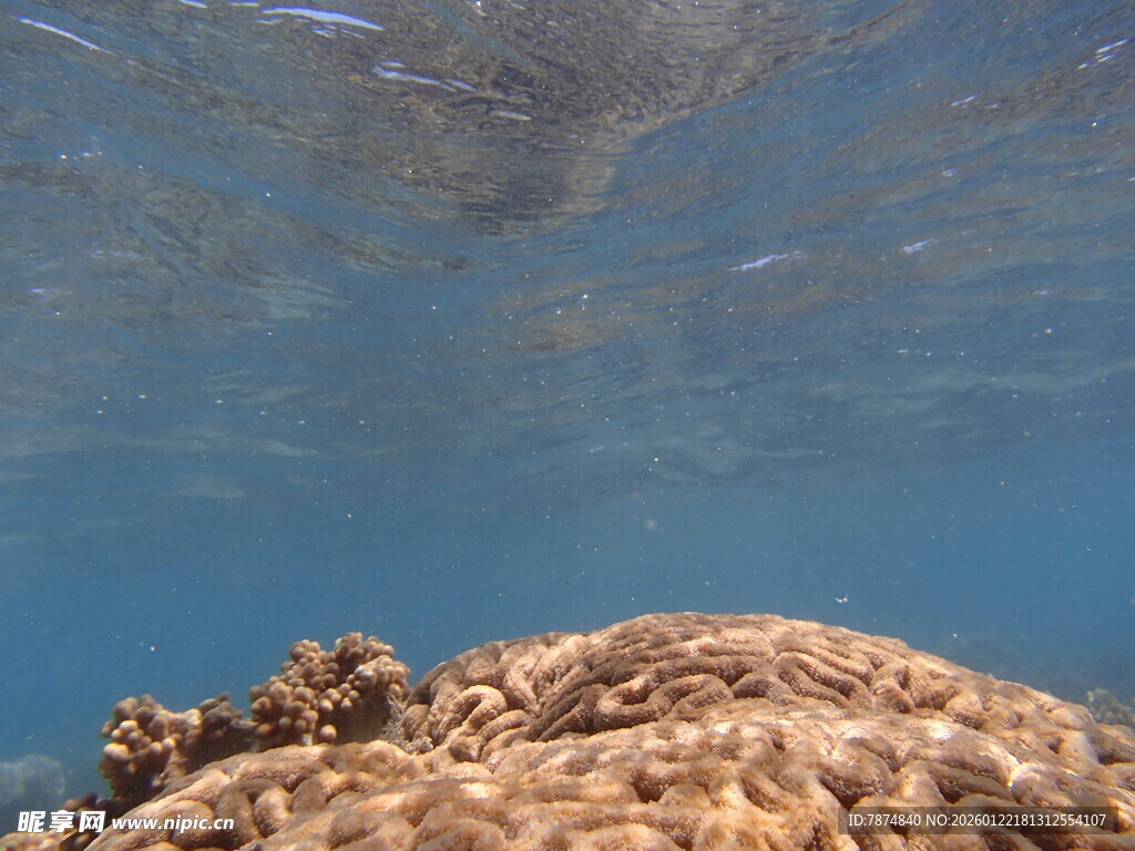 海底珊瑚景观