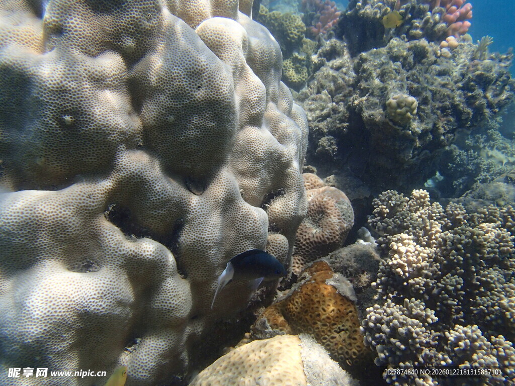 海底珊瑚景观