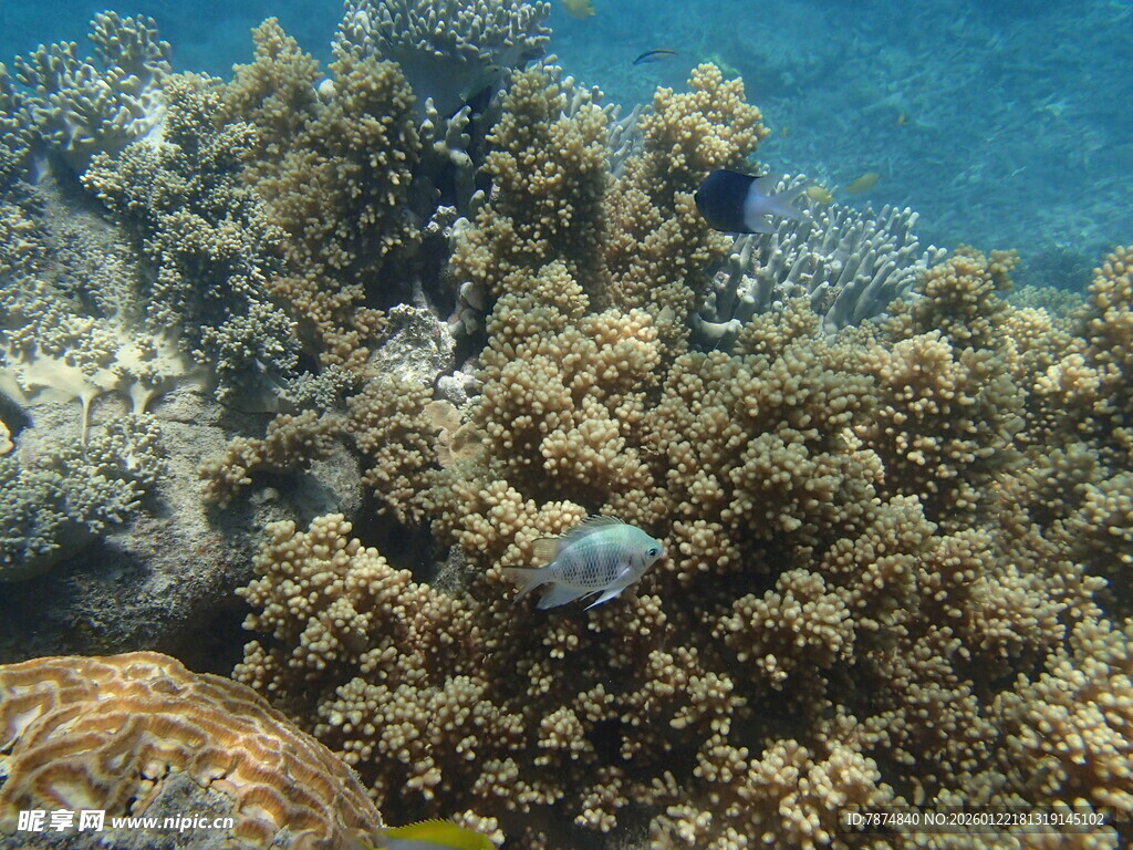 海底珊瑚丛中的蓝色小鱼