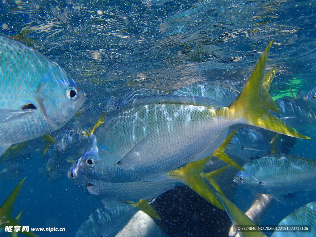 水下畅游的多彩鱼类
