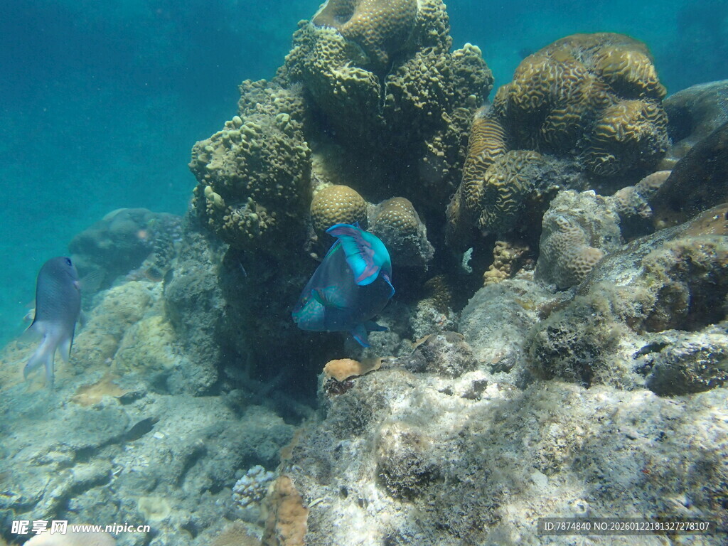 海底珊瑚礁中的多彩景象