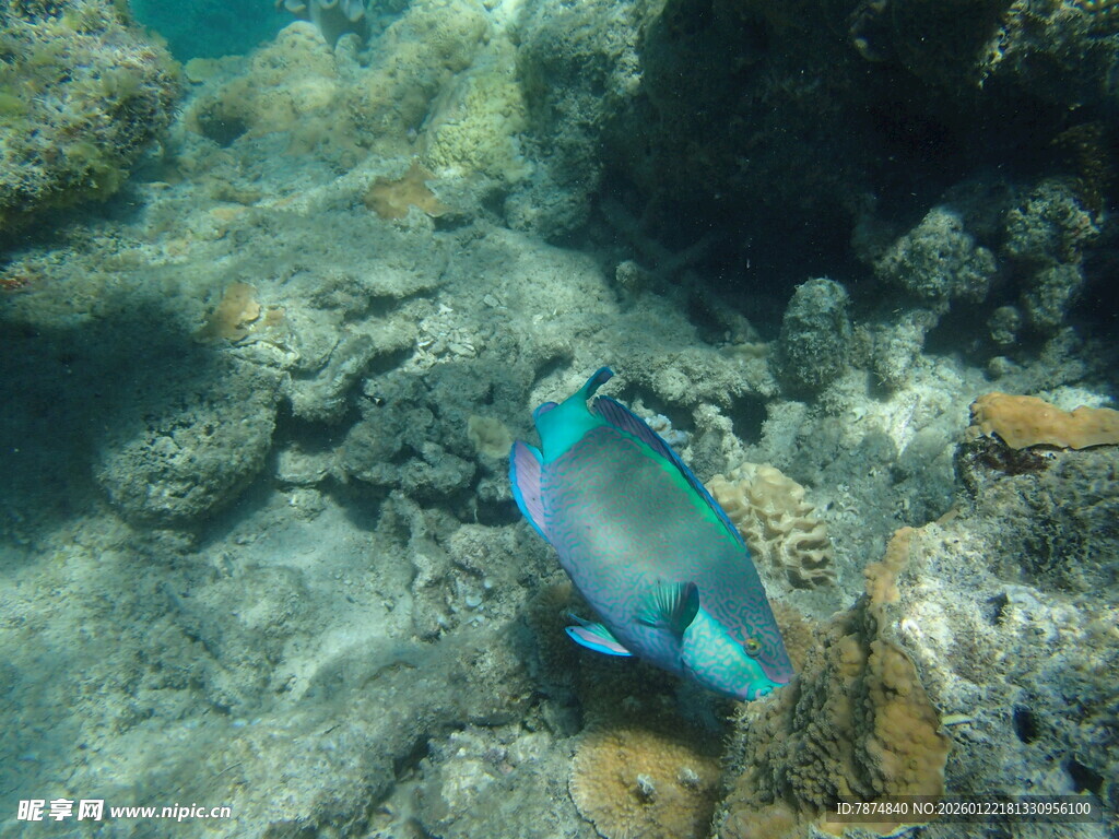 海底游动的色彩斑斓热带鱼