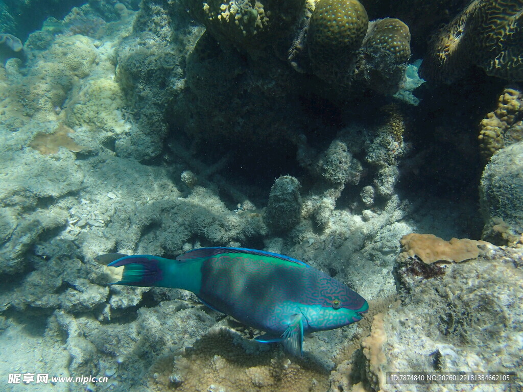 海底蓝鱼悠游珊瑚间