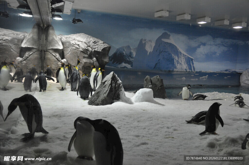 企鹅在冰雪场景中活动
