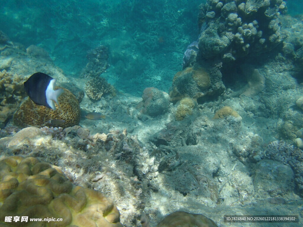 海底世界中的美丽小鱼