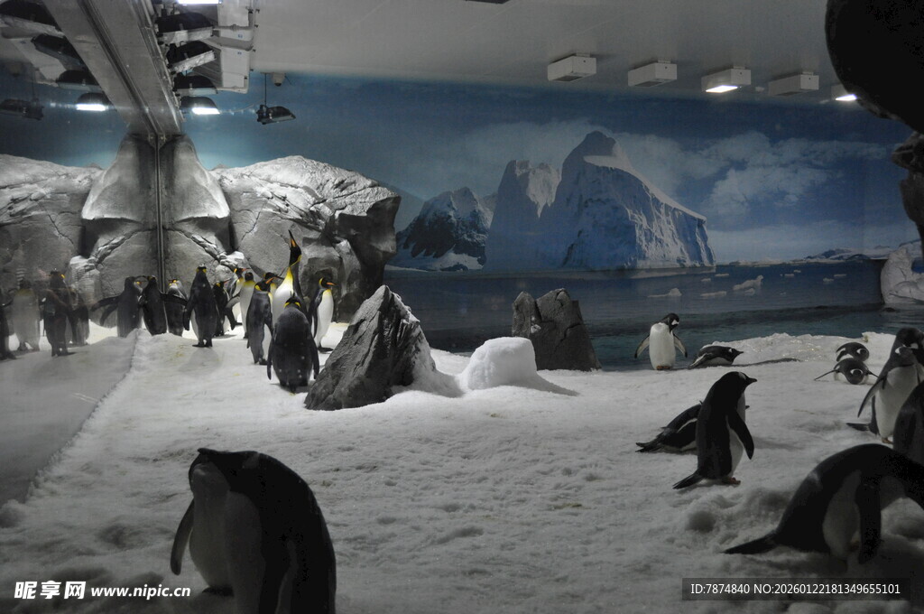 室内场景中的可爱企鹅群