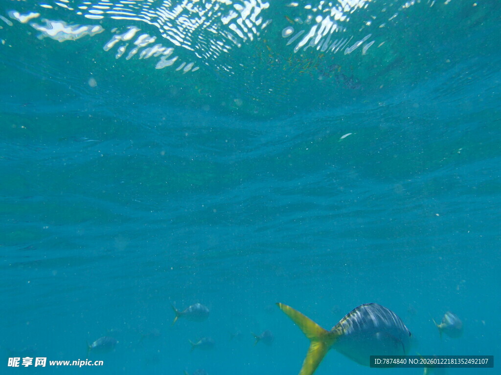 海底畅游的多彩海洋生物