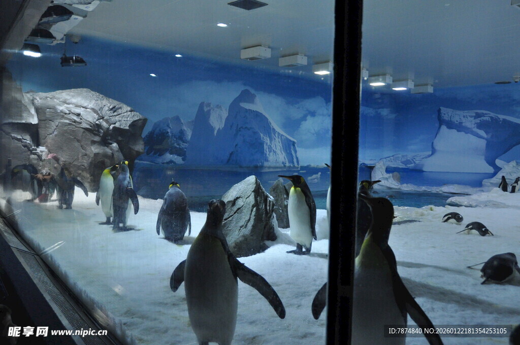 玻璃后可爱的企鹅群