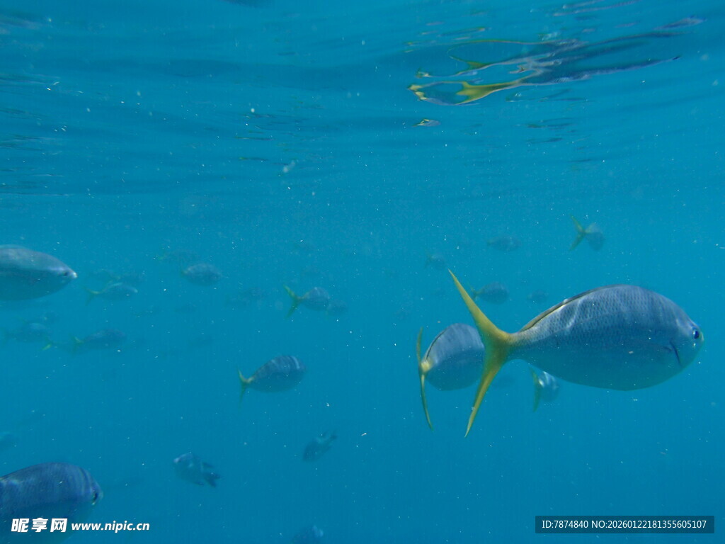 海底畅游的多彩鱼类
