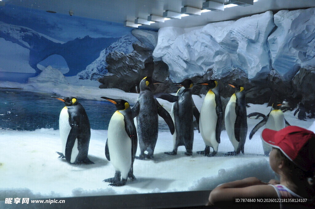 游客观赏冰面站立的企鹅