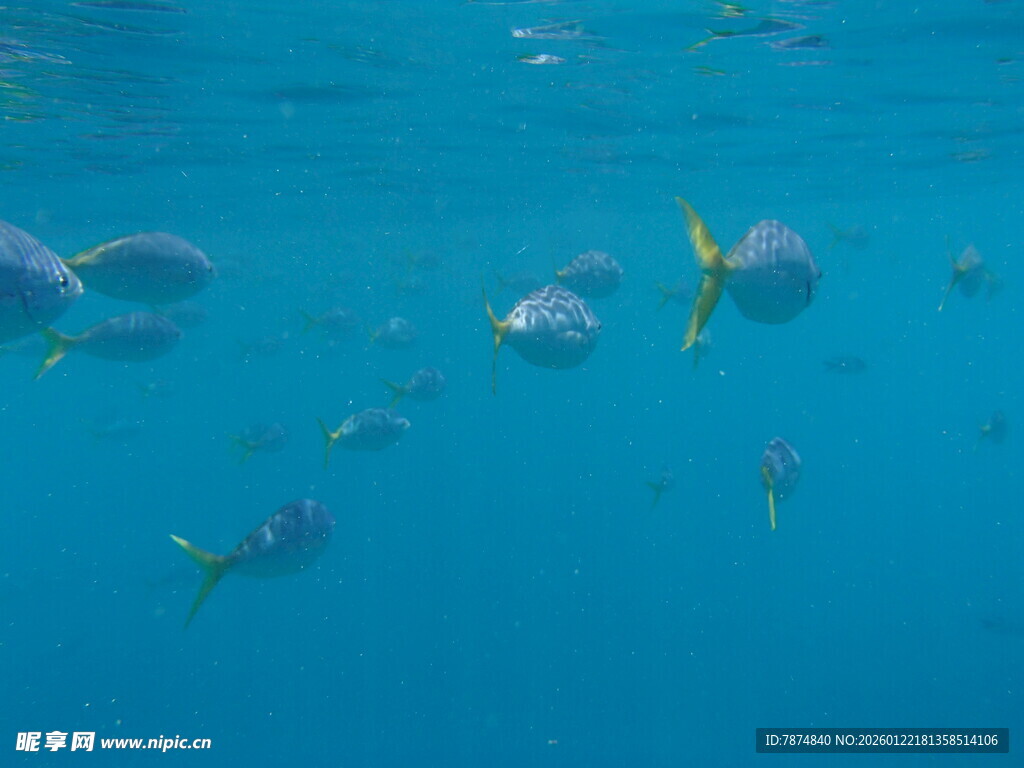蓝色海洋中的多彩小鱼