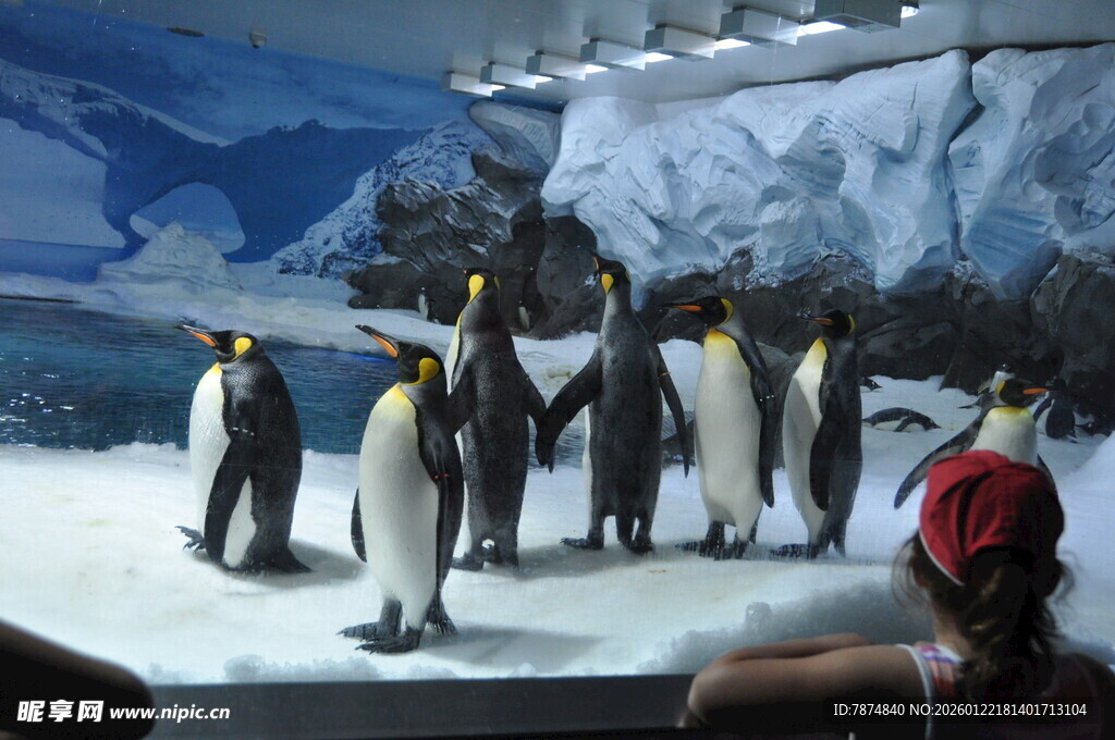 女孩观赏企鹅群