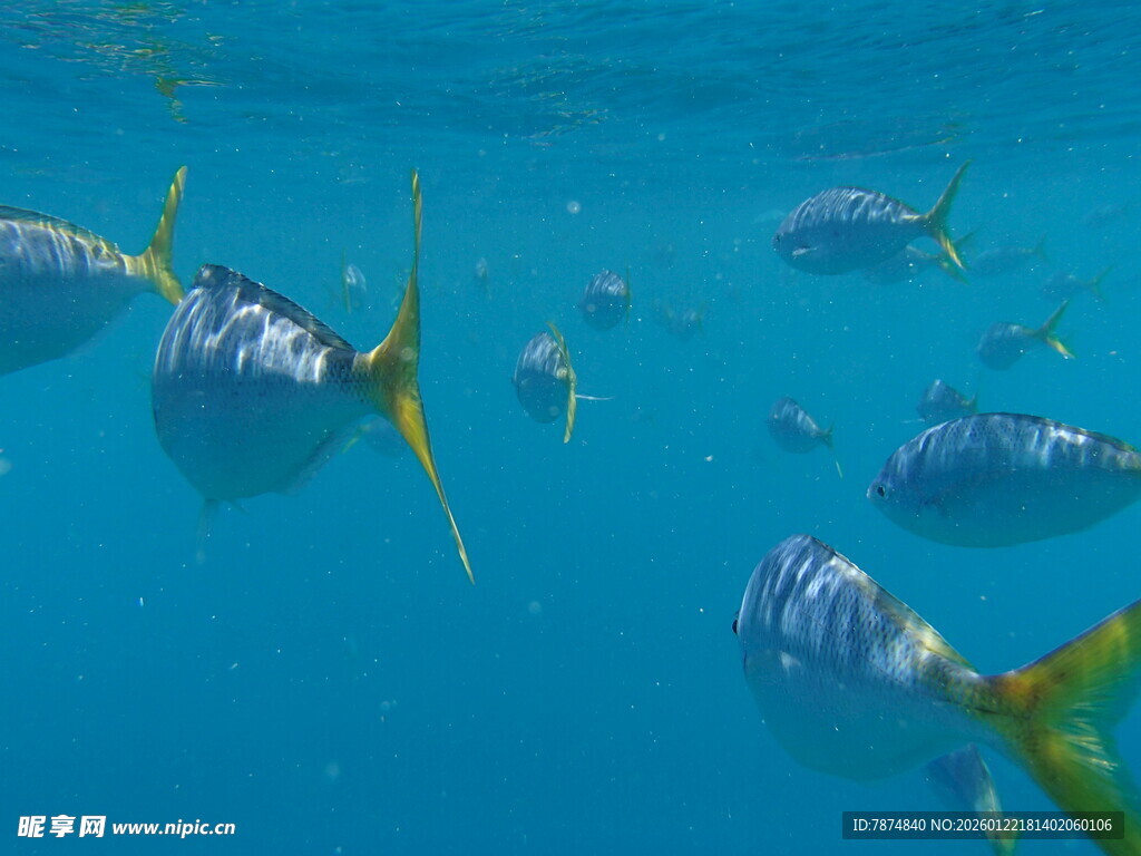 蓝色海水中游动的群鱼