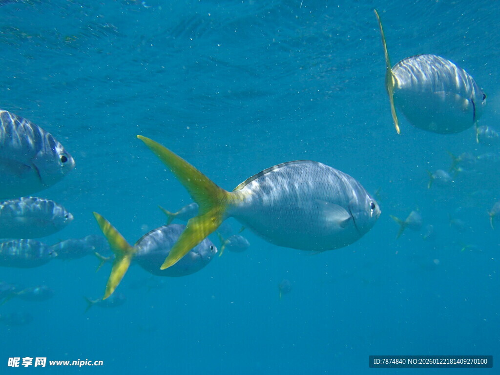 海中群游的黄尾鱼