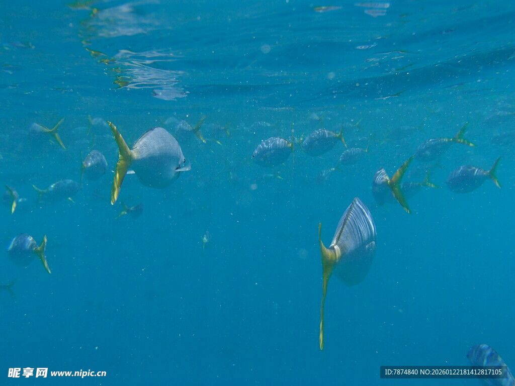 蓝色海水中的游动鱼群