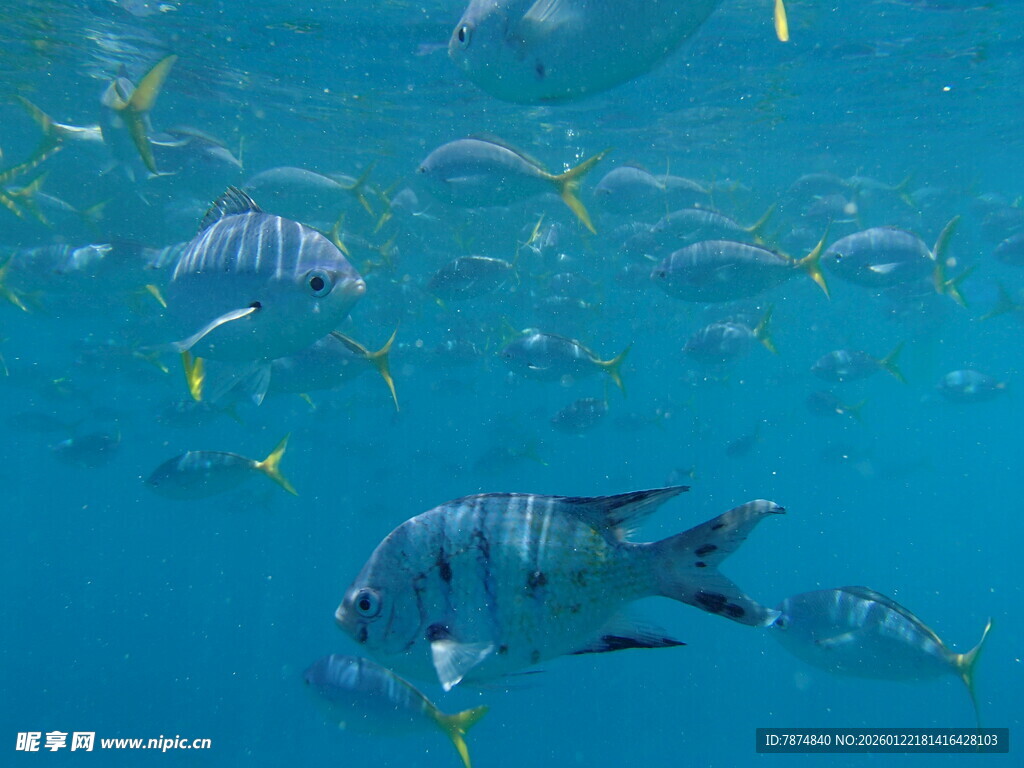 海洋中游动的多彩鱼类