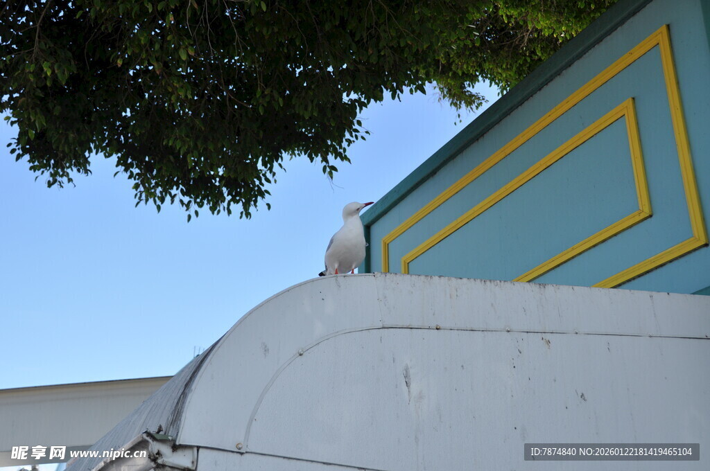 屋顶白鸽与多彩建筑一角