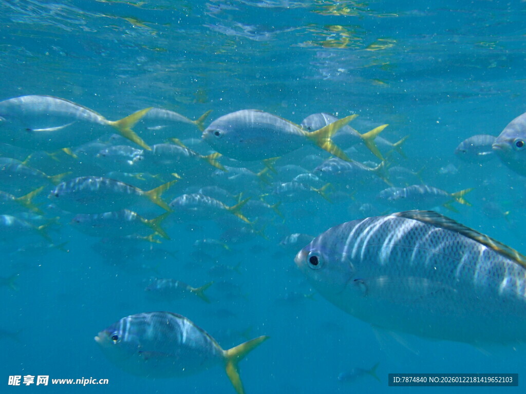 海底畅游的多彩鱼类