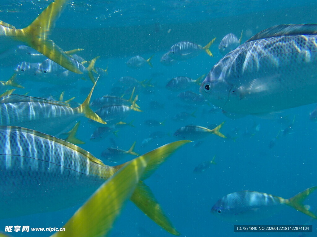 海洋中游动的多彩鱼类