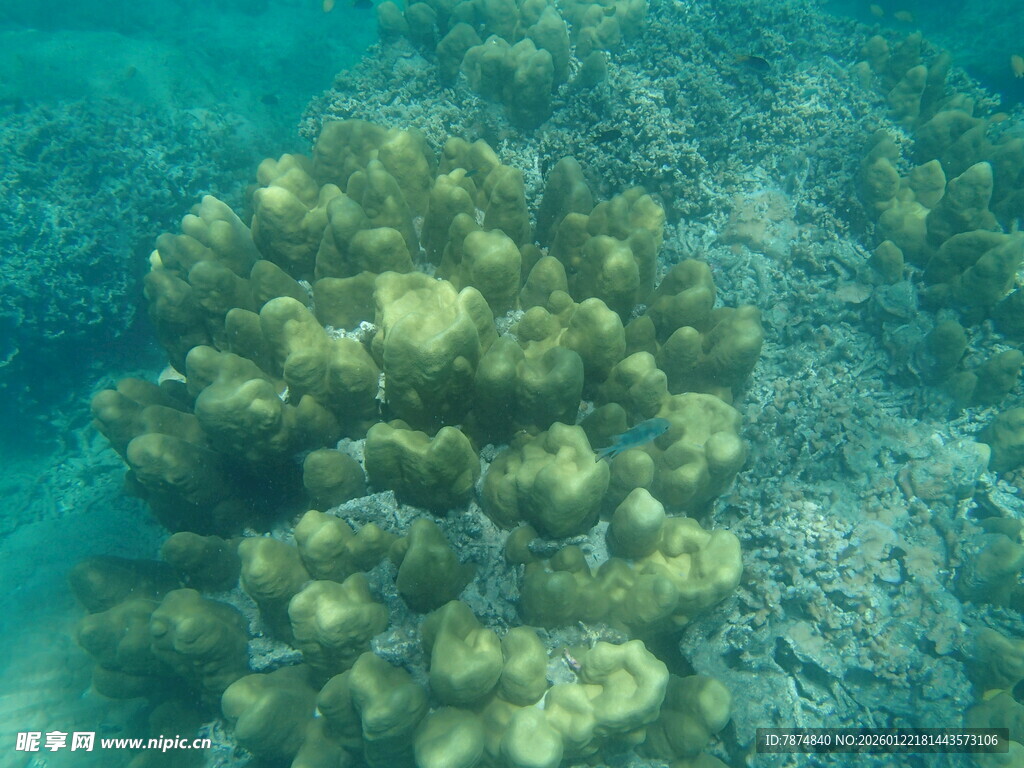 海底繁茂的珊瑚景观