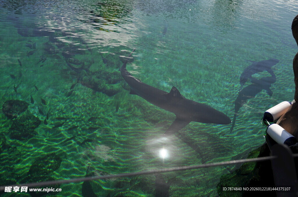 水下视角的潜水者与大鱼