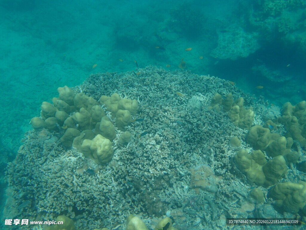 海底多彩珊瑚景观