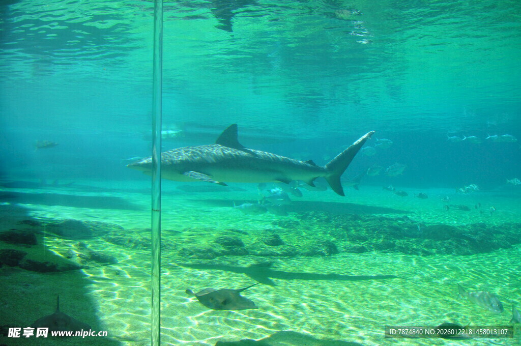 水族馆内畅游的灵动鲨鱼
