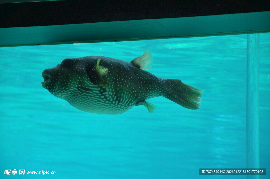 水中游动的独特斑点河豚