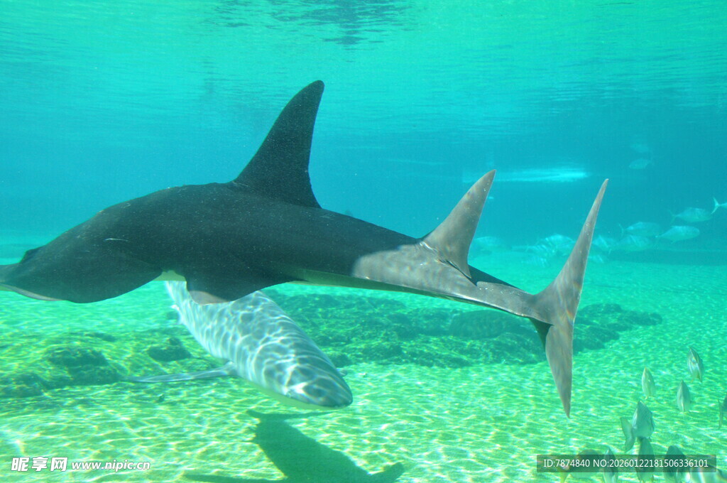 深海中游动的鲨鱼
