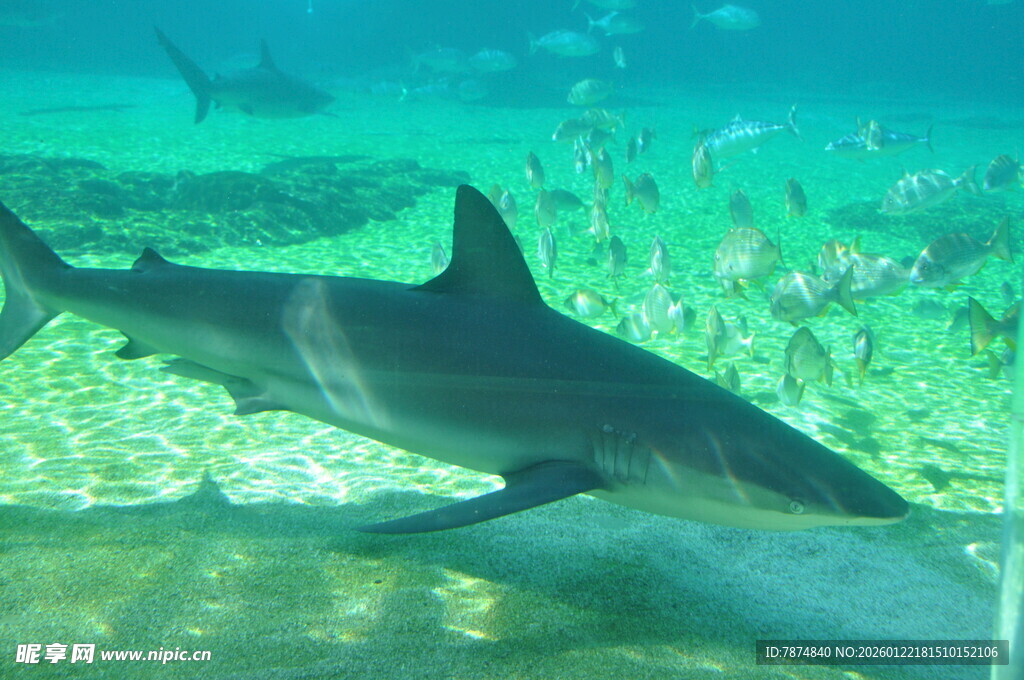 深海中游弋的鲨鱼