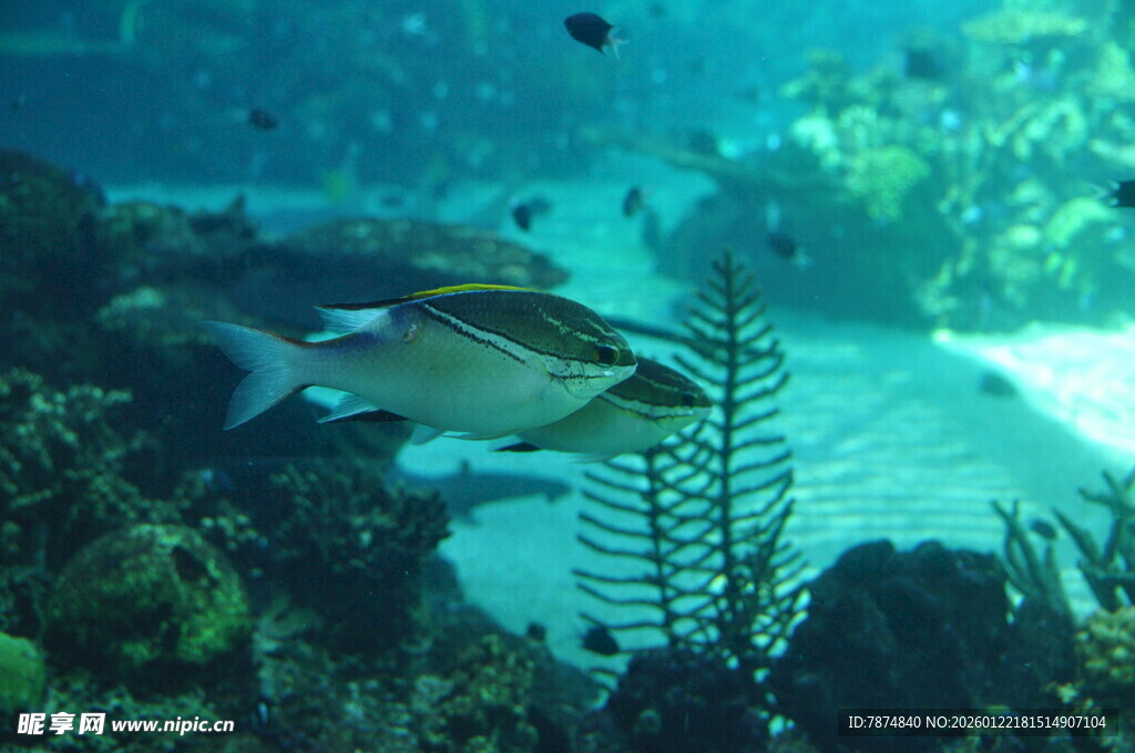 海底游鱼与珊瑚景观