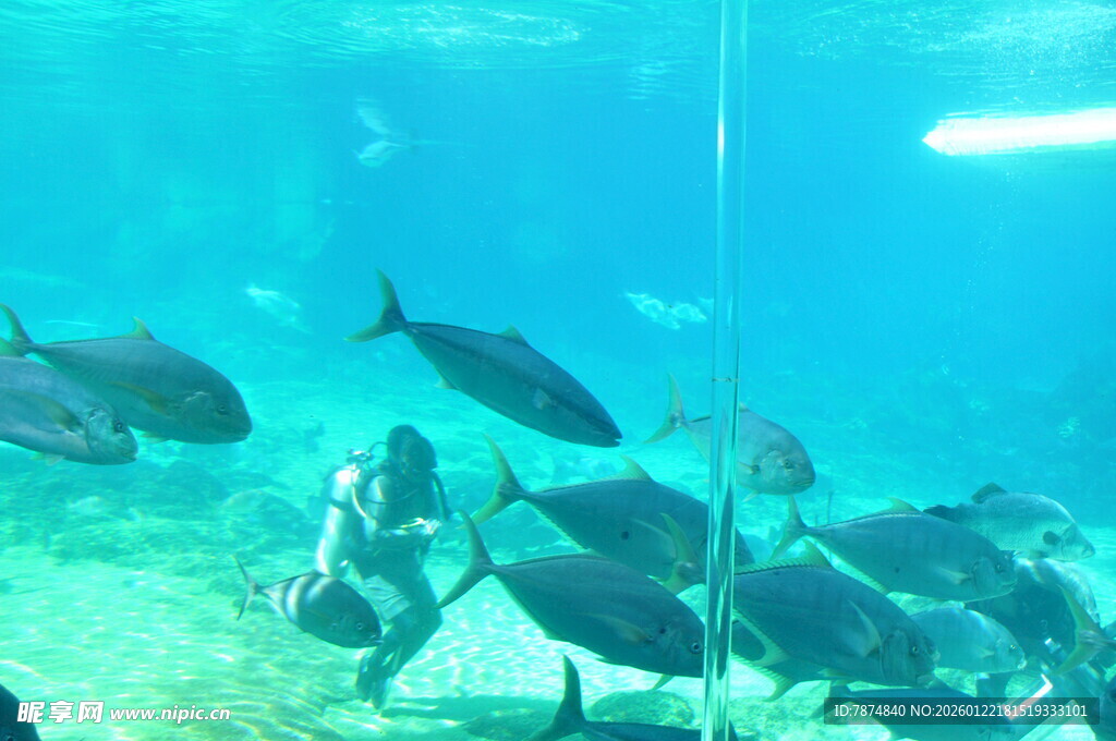 水下潜水员与群鱼共舞