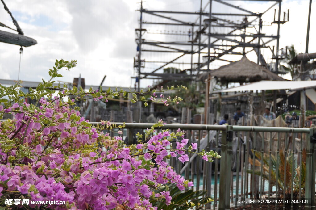 工地旁绽放的绚烂紫花