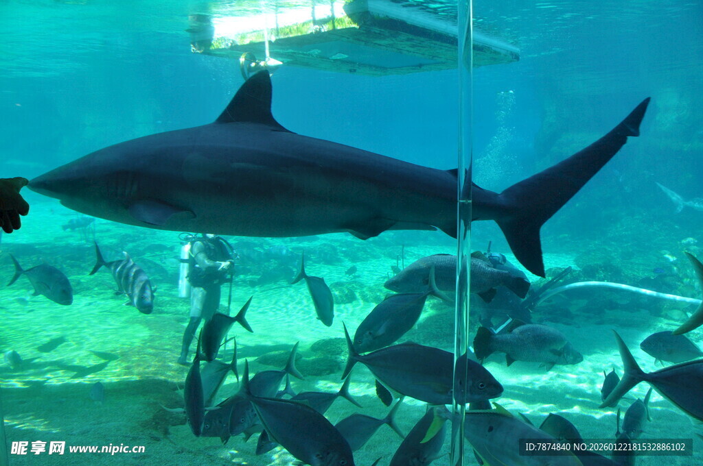 深海鲨鱼在水族馆中游弋