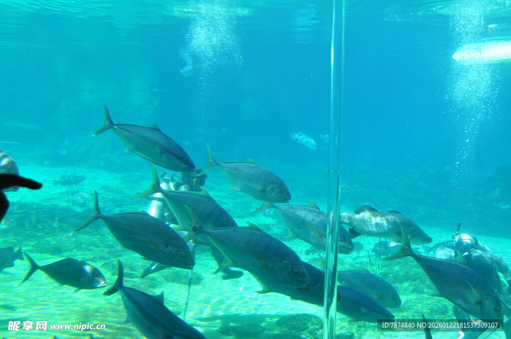 海底鱼群与潜水者景观