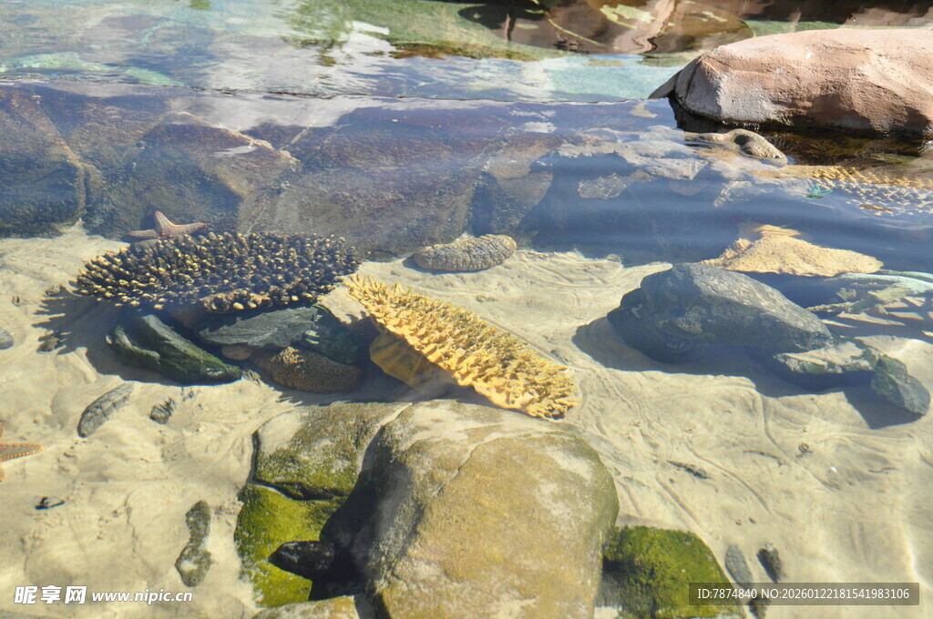 清澈水中的多彩海底珊瑚