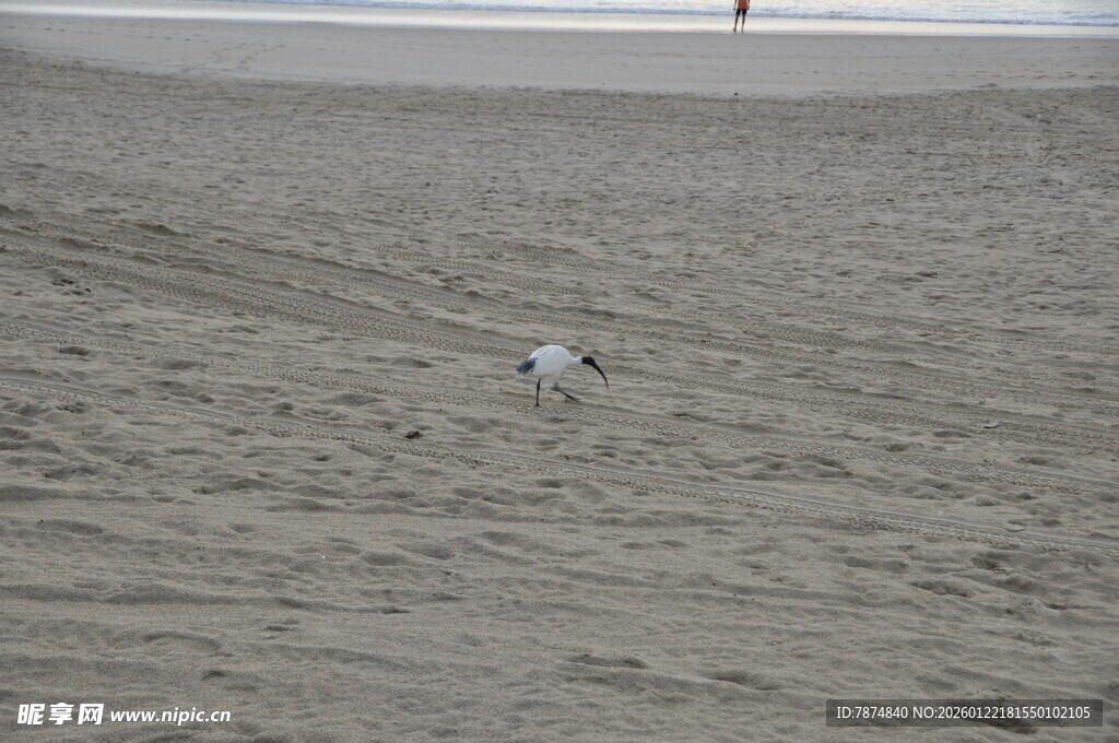 沙滩上的孤独小狗
