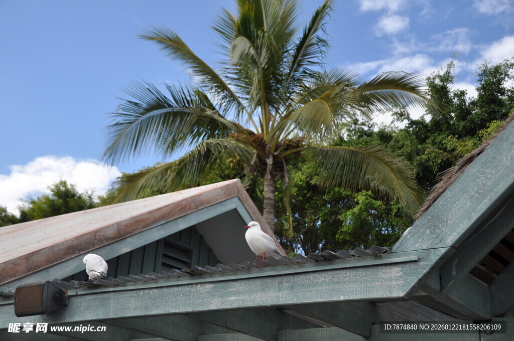 屋顶上的棕榈树与蓝天