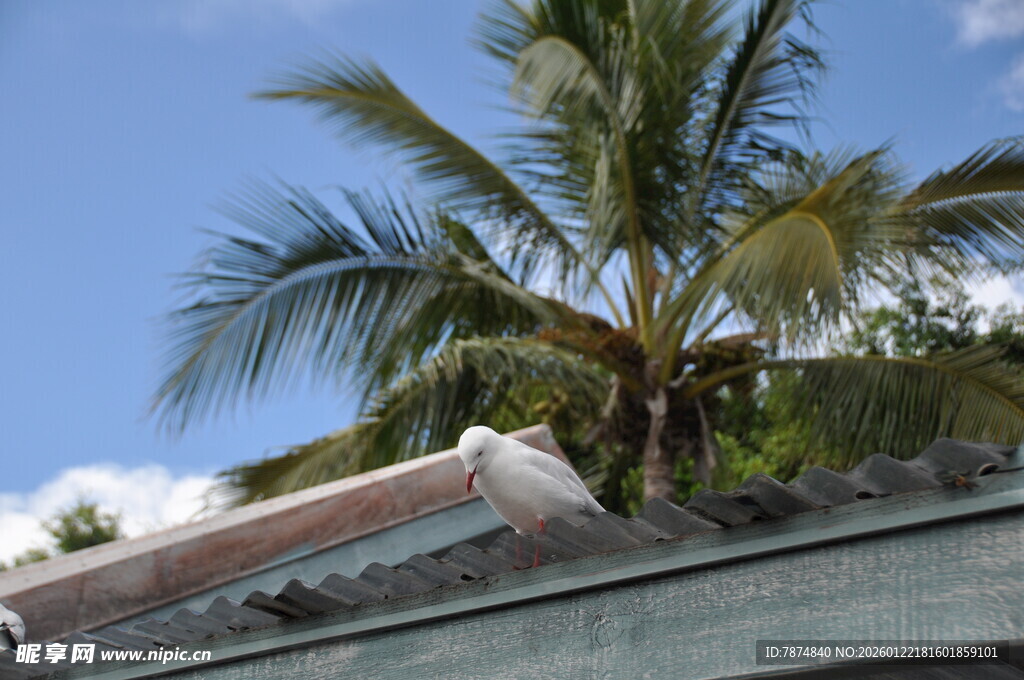 屋顶旁的高大椰子树