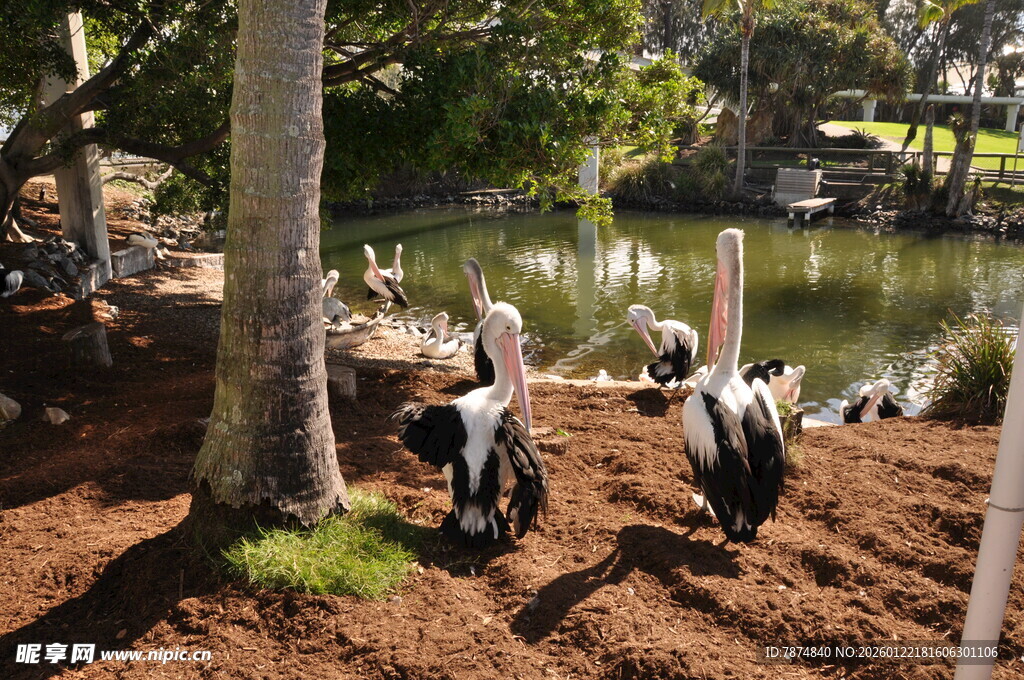 湖畔树下的鹈鹕群