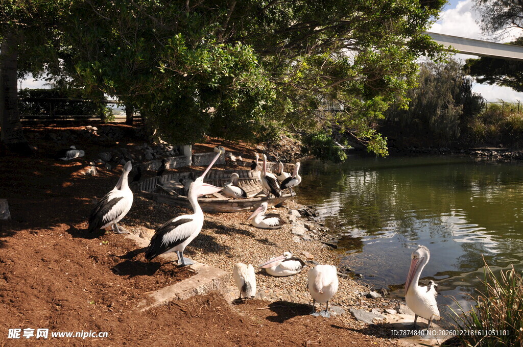 岸边群鸟栖息的自然景象
