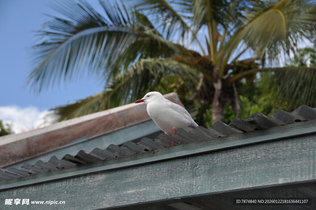 屋顶上的白色鸟儿