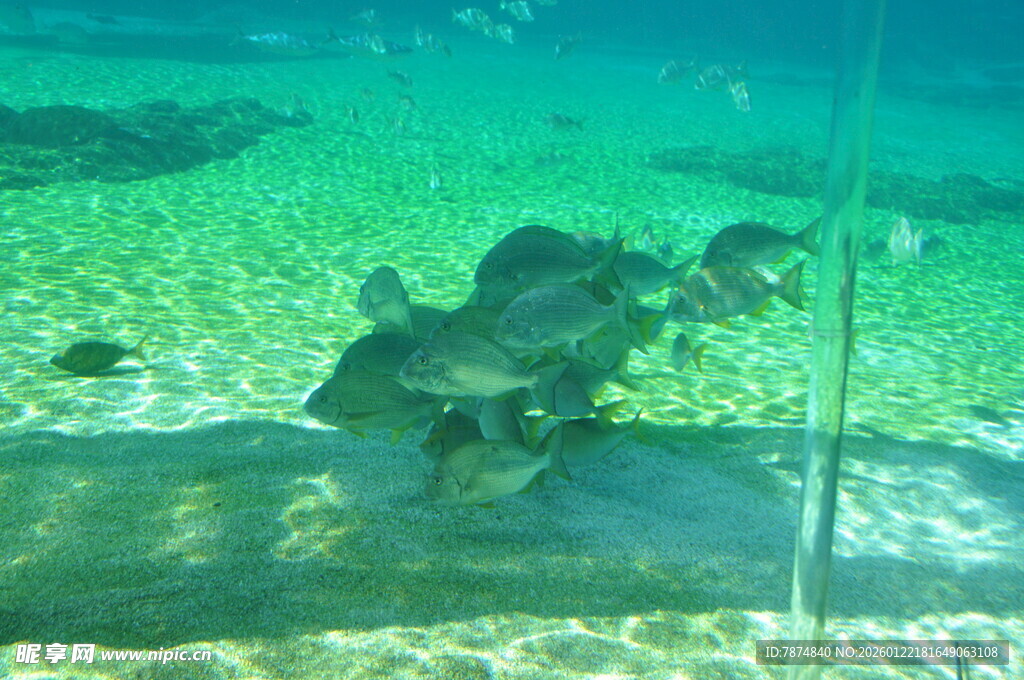 水族馆中悠然游动的鱼类